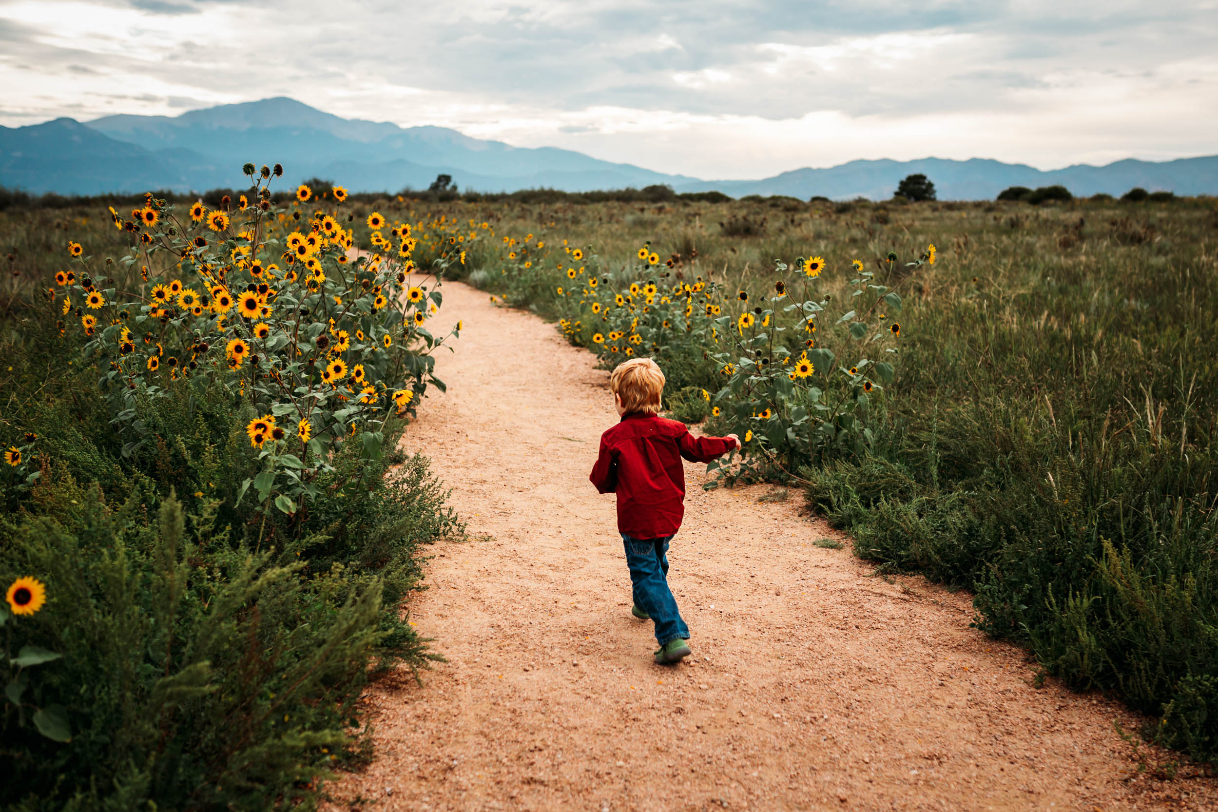 Colorado Springs Sunflower Photo Session