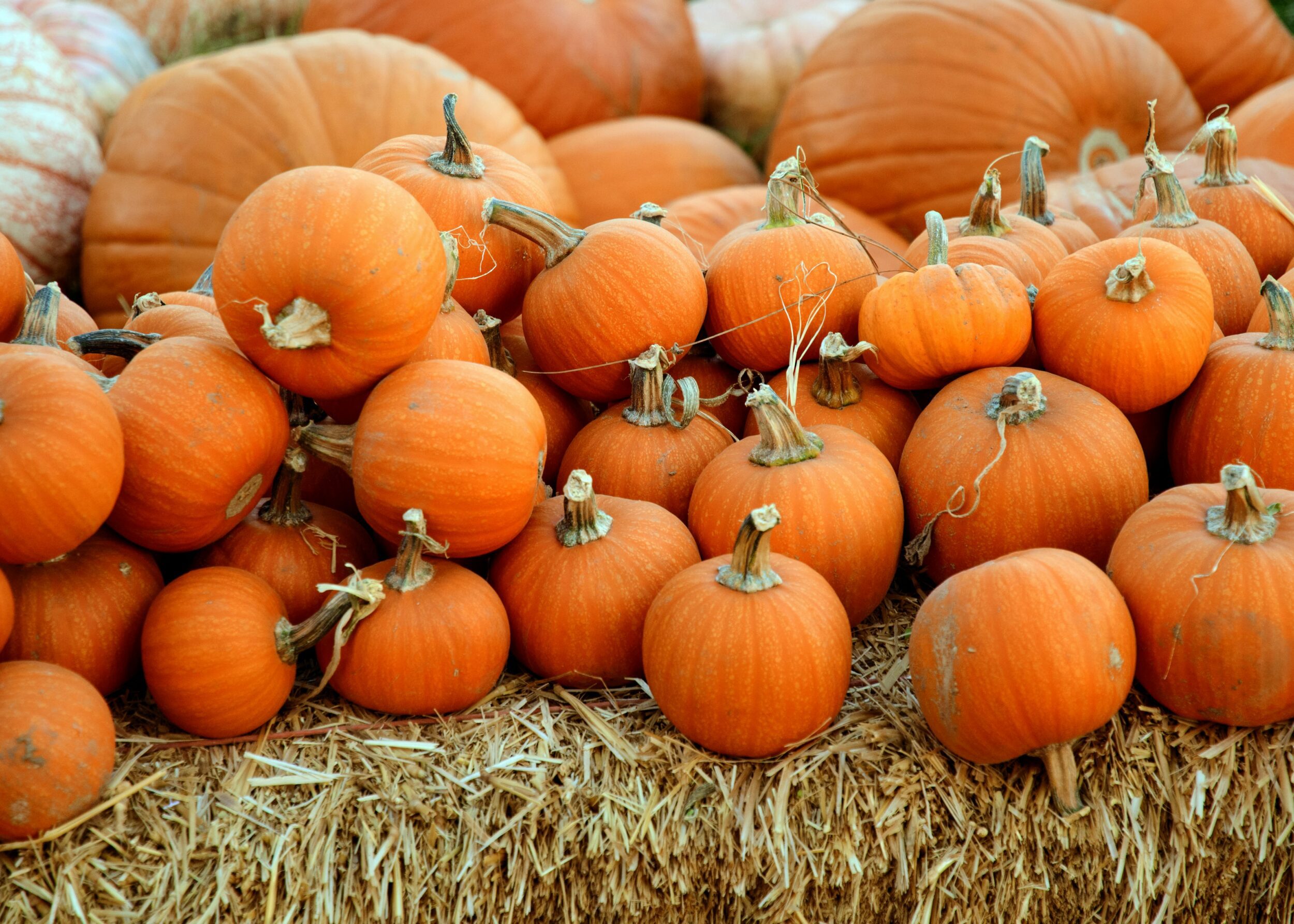Fall Activities in Colorado Springs